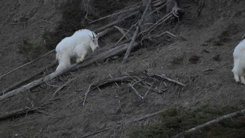 Mountain Goat Stock-Footage 337841884