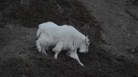 Mountain Goat Vídeos de archivo 337841891