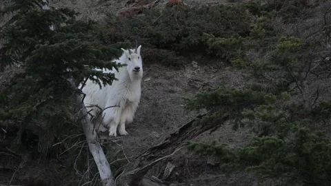Mountain Goat Stock Footage 337841901