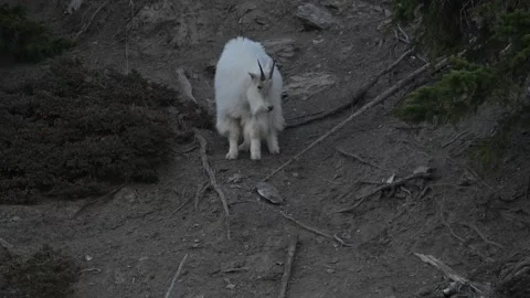 Mountain Goat Stock-Footage 337841939
