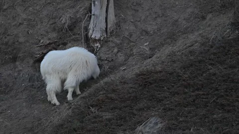 Mountain Goat Vídeos de archivo 337841947