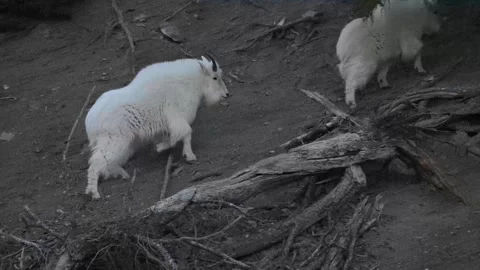 Mountain Goat Stockbeeldmateriaal 337841952