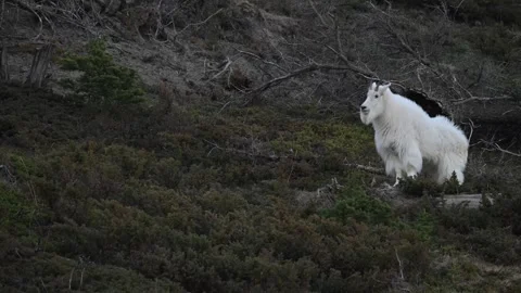 Mountain Goat Vídeos de archivo 337841956