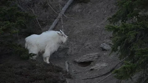 Mountain Goat Stockbeeldmateriaal 337841957
