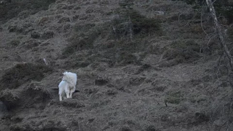 Mountain Goat Vidéo 337841960
