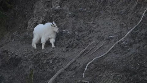 Mountain Goat Stock-Footage 337841963