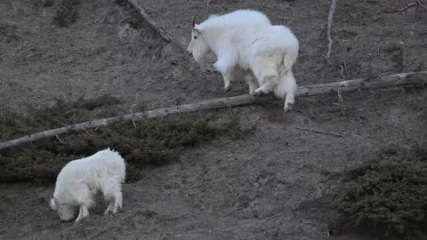Mountain Goat Stock Footage 337841989