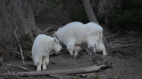 Mountain Goat Stock Footage 337841994