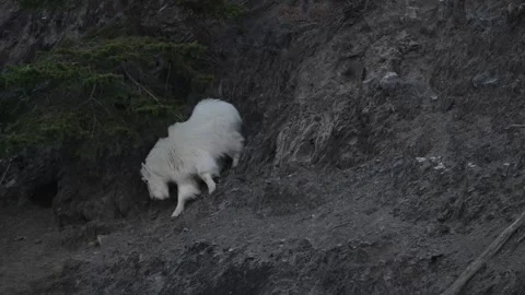 Mountain Goat Stock Footage 337841998