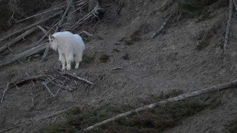 Mountain Goat Vídeos de archivo 337841999