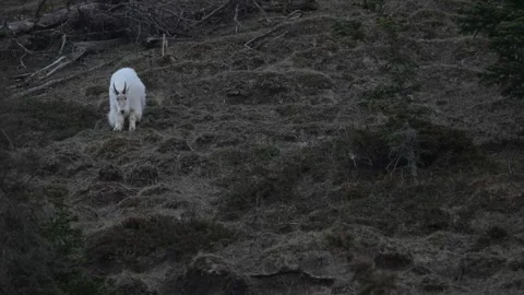 Mountain Goat Stock Footage 337842001