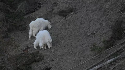 Mountain Goat Stockbeeldmateriaal 337842016