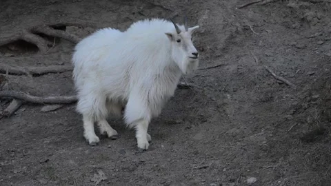 Mountain Goat Stock-Footage 337842039