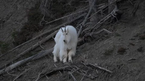 Mountain Goat Stock Footage 337842043