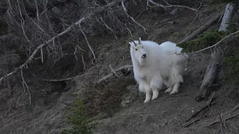 Mountain Goat Vídeos de archivo 337842050