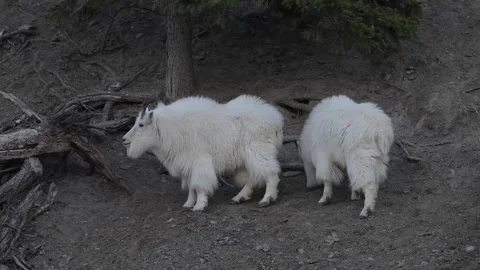 Mountain Goat Vídeos de archivo 337842063