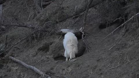 Mountain Goat Vídeos de archivo 337842070