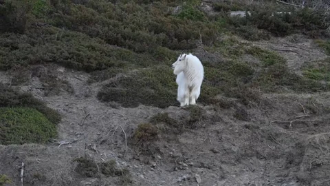 Mountain Goat Stock Footage 337842081