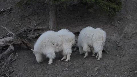 Mountain Goat Vídeos de archivo 337842086