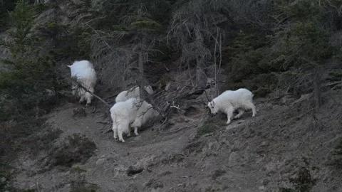Mountain Goat Видео 337842088
