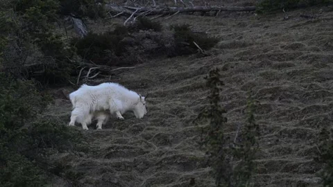 Mountain Goat Stockbeeldmateriaal 337842089