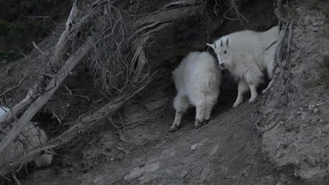Mountain Goat Stockbeeldmateriaal 337842101