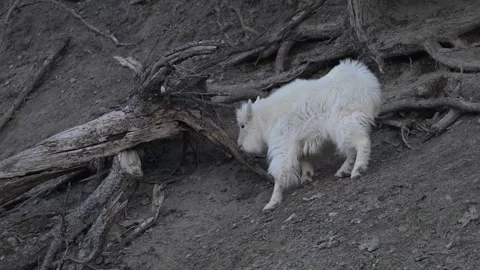 Mountain Goat Vidéo 337842102