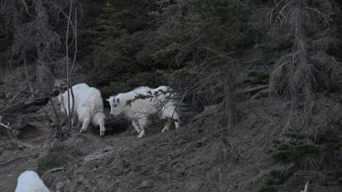 Mountain Goat 스톡 동영상 337842106