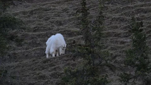 Mountain Goat Vídeos de archivo 337842133