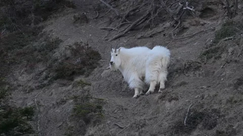Mountain Goat Stock Footage 337842152