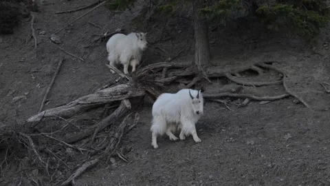 Mountain Goat Stock-Footage 337842169
