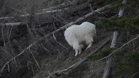 Mountain Goat Stock Footage 337842171