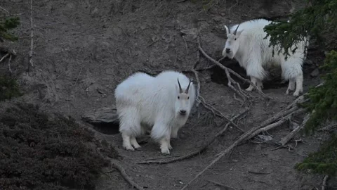 Mountain Goat Vídeos de archivo 337842180