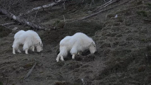 Mountain Goat Vídeos de archivo 337842181
