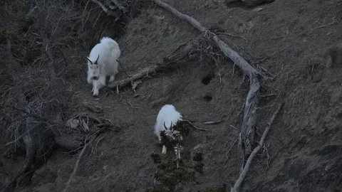 Mountain Goat Stock-Footage 337842187