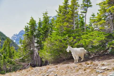 A Mountain Goat in a Forest Fotos de archivo