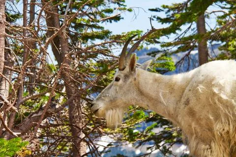 A Mountain Goat in a Forest Stock-Fotos