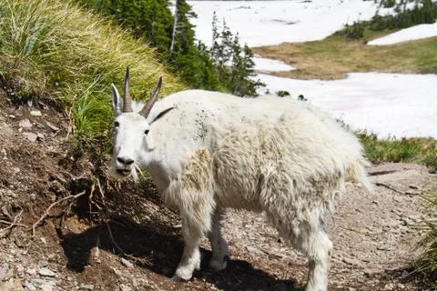 A Mountain Goat in a Forest Stock-Fotos