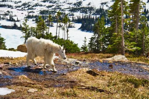 A Mountain Goat in a Forest Fotos Stock