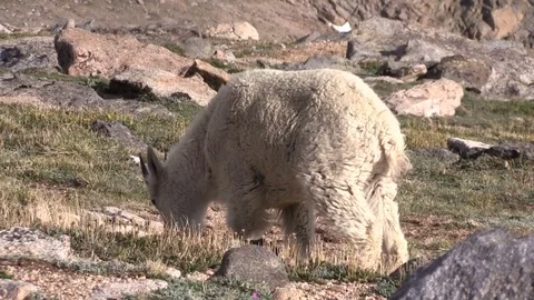 Mountain Goat Grazing in the Alpine Vídeos de archivo 77190380