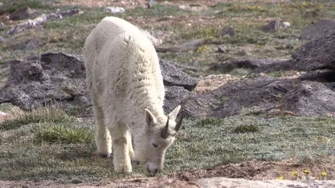 Mountain Goat Grazing in the alpine Vídeos de archivo 77190748