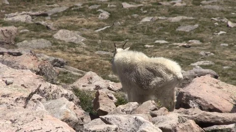 Mountain Goat Grazing Vídeos de archivo 77409805