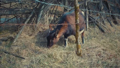 Mountain goat grazing Stock Footage 83879532