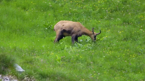 Mountain goat grazing Stock Footage 138484480