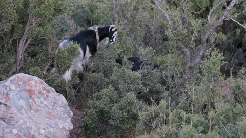 Mountain goat grazing 스톡 동영상 140404282