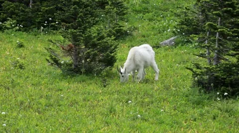 Mountain Goat grazing in forest meadow P HD 0552 Stock Footage 10597718