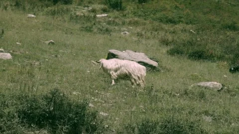A mountain goat grazing in the open fields - a mammal, cattle, livestock Stock Footage 201982388