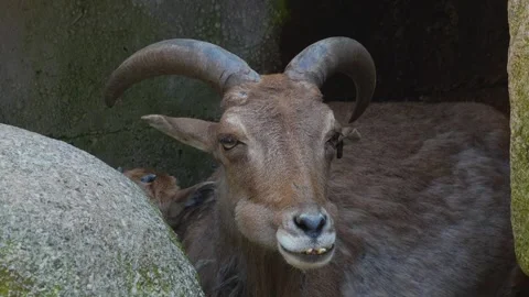 A mountain goat head eating Stock Footage 273655012