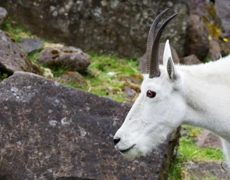 Mountain goat head Stock Photos
