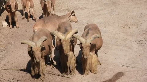 Mountain Goat Herd in Alpine Wilderness Stock Footage 293740726